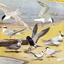 Terns Types On Shore 1955 Plate Print Birds Of America Nature Art DWEE33 - $29.99