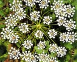 Anise Seeds Non-Gmo  200 Seeds  Fast Shipping - $7.99