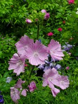 Hibiscus Moscheutos Rose Mallow 25 Seeds Us Us Seller  From US  - £6.59 GBP