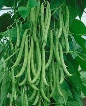 FREE SHIPPING 15 SEEDS Kentucky Wonder POLE Green Bean Seeds, NON-GMO - £9.54 GBP