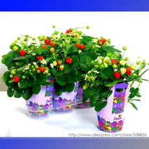 BELLFARM 35+ Mixed 9 Types of Begonia Flower Seeds, Professional Pack, perennial - £3.17 GBP
