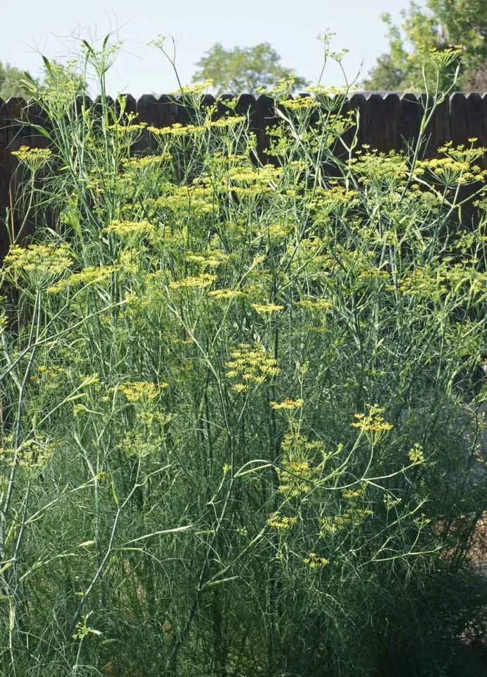 Fennel Seeds Herb Perennial Swallowtail Butterfly Host 200 Seeds - £4.67 GBP