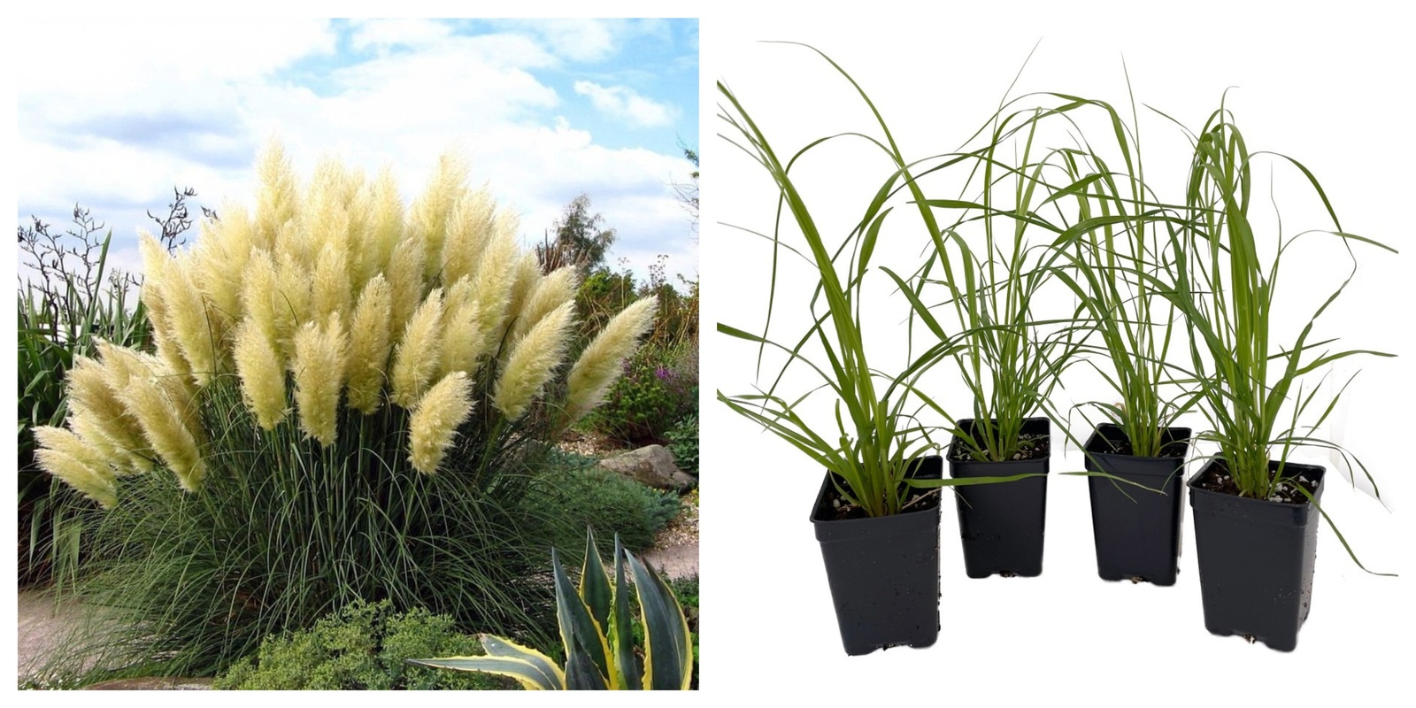 4 White Pampas Grass Plants, Cortaderia selloana, 2.5&quot; Pots - $38.99