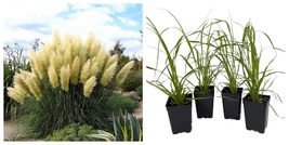 4 White Pampas Grass Plants, Cortaderia selloana, 2.5&quot; Pots - $758.67 MXN