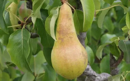 25 Seeds Concorde Pear for Garden Planting  - $8.88