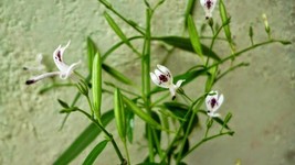 LKS Andrographis Paniculata 50 Seeds Supplement King Of Bitters Chiretta... - $11.33