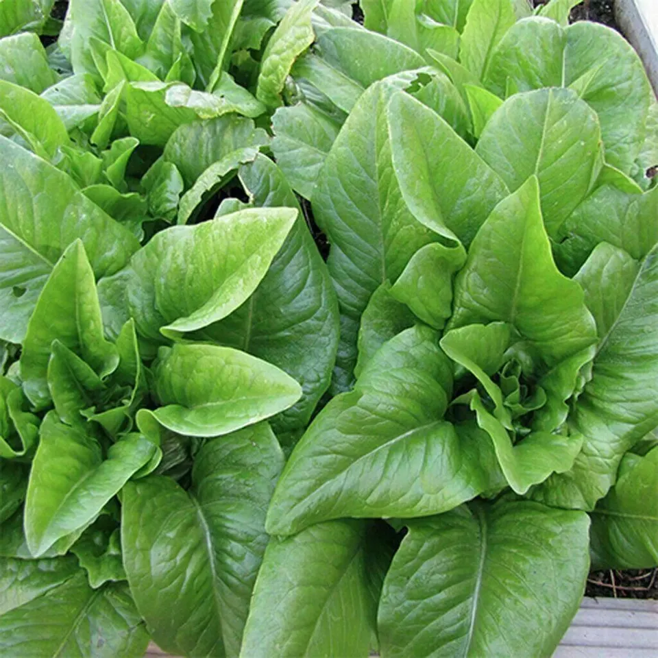 Leaf Lettuce 500 Seeds Collection, NON-GMO, 10 Varieties to Choose From - £7.08 GBP