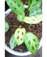 Live Plant Maranta beauty kim leuconeura Plant For Your Home Garden OSAM - $199.99