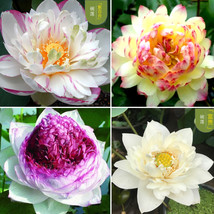 Heirloom Colorful Lotus Seeds 10 pcs FRESH SEEDS - £3.58 GBP