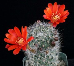 Rebutia Maxima exotic rare cactus globular flowering cacti flower seed 100 SEEDS - £10.43 GBP