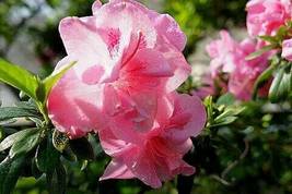 Adenium Purely Pink Desert Rose with Sweet Perfume, 2 seeds - £9.53 GBP