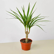 25 Seeds Dracaena Marginata Cane  Plant From US - $10.25