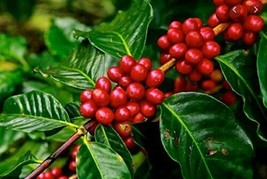 5 Seeds Arabica Coffee Tree to Grow Exotic Indoor Houseplant - £15.97 GBP