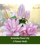 1 Bulb Anouska Rose Lily – Fragrant Double Oriental Lily, 2ft Tall Hardy... - $58.26 CAD