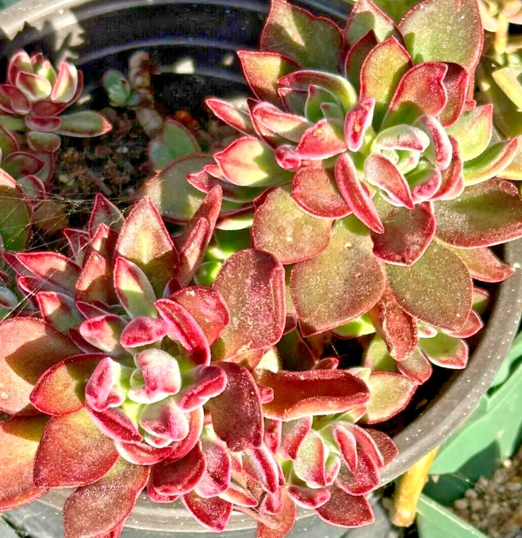 Succulent Echeveria Pulvinata Plush Chenille 3 Live 1&quot; Fuzzy Plant Red C... - $42.46 CAD