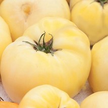 White Wonder Beefsteak Tomato Seeds Lycopersicon Lycopersicum B221 Gardening Fre - $7.38