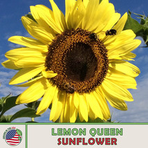 Grow In US 50 Lemon Queen Sunflower Seeds Bee &amp; Butterfly Attractor Heirloom - £8.00 GBP