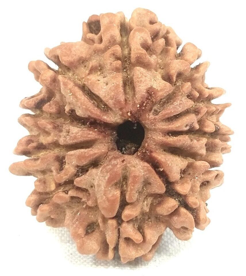 11 Mukhi Rudraksh / Eleven Face Rudraksha - Nepal Bead - 22.50mm - Lab c... - $113.85