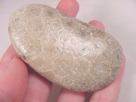 (F832-C) shiny polished Petoskey stone fossil coral specimen Michigan st... - $21.49