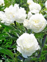 10 Polyphyll White Tree Peony Seeds Paeonia Suffruticosa Gardening Beautiful USA - $13.00