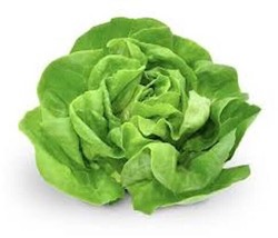 USA Seller Fresh 2000 Butterhead / Buttercrunch Lettuce Seeds Organic - £8.10 GBP