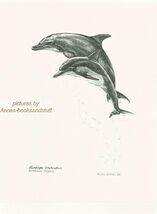 #319 BOTTLE NOSE DOLPHIN dolphins art print * Pen and ink drawing by Jan... - $12.50