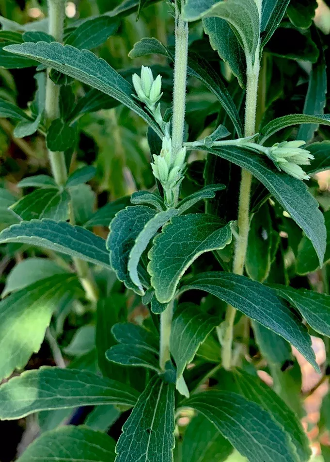 1 Stevia Sweet Herb Live Mature Plant Potted 100X Sweeter Than Sugar Can... - $36.60
