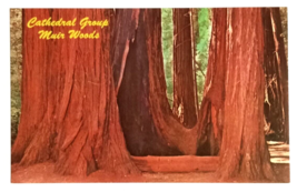 Cathedral Grove Muir Woods National Monument Redwoods Trees CA Postcard c1970s - $3.99