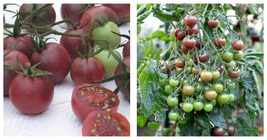 200 Seeds Chocolate Cherry Tomato Plant Seeds International Ship - £15.72 GBP