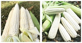 20 seeds Silver Glutinous Corn White Waxy Corn, Fruits and Vegetables - £13.58 GBP