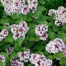 25 White Lavendar Lilac Seeds Tree Fragrant Flowers Perennial Seed Flower 985 - $9.00