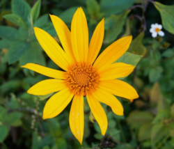 20 Pc Seeds Mexican Bolivian Sunflower Plant, Marigold Seeds for Planting | RK - £14.81 GBP