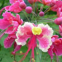 Fast Ship USA Seller Caesalpinia Pulcherrima Pink Peacock Flower 5 Seeds - $22.40