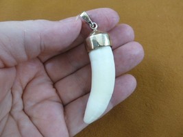 (g968-44) Big 2-3/8&quot; GATOR Alligator Tooth Teeth SILVER CAP pendant JEWELRY - £91.19 GBP