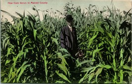 Vtg Postcard 1910s PNC - How Corn Grows in Merced County CA California - Unused - £16.99 GBP