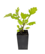 Mugwort Rooted Plants Artemisia Vulgaris Argyi Silvery Wormwood Herb PLANT - $5.94