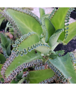 50+ Mother of millions Thousands Kalanchoe Succulent Mexican Hat Plant C... - £27.03 GBP