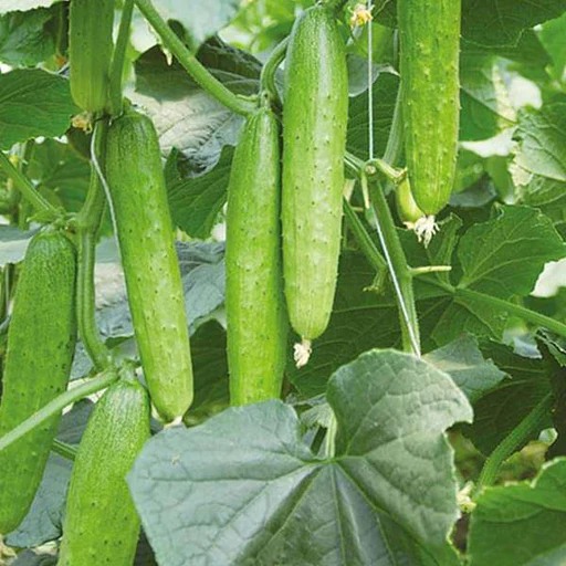 Hanging Beauty: Tangshan&#39;s Autumn Cucumber, 1 Bag ( approx 60 seeds / ba... - $12.35