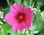 Sale 10 Seeds Kenaf Hibiscus Cannabinus Red Flower  USA - ₹826.60 INR