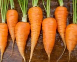 1100 Chantenay Red Cored Carrot Seeds Fast Shipping - $8.99