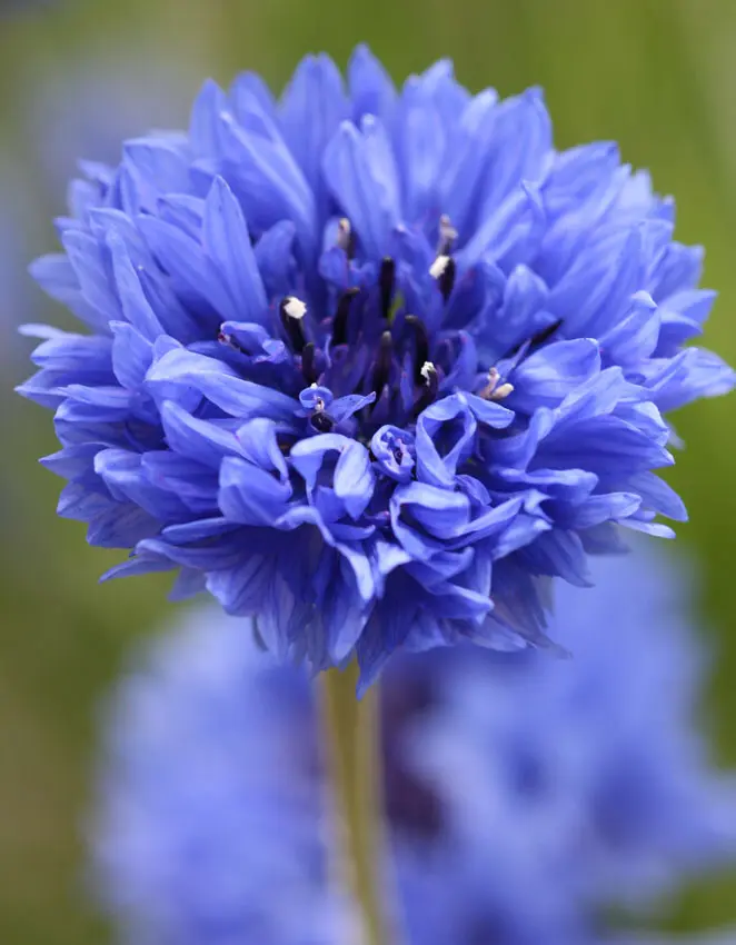 Batchelor Button Blueboy Flower Seed Florist Quality Fresh Garden - $10.97