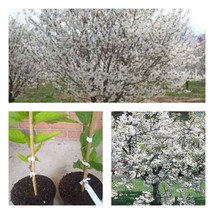 6-14&quot; Tall Seedling 2.5&quot; Pot Snowgoose Flowering Cherry Tree Live Plant - £45.66 GBP