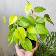 Starter Live House Plant Neon Green Ponthos Tropical Indoor and outdoor - £15.12 GBP