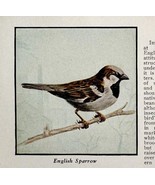 English Sparrow Bird Print 1931 Blue Book Birds Of America Animals Art P... - $19.99