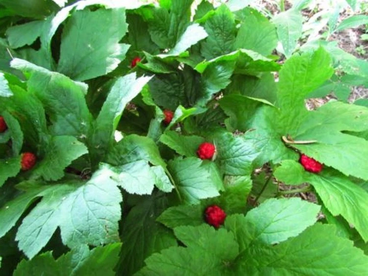 Canadensis Goldens Hydrastis Purplish Stems Small Inconspicuous Flowers ... - $694.86 MXN