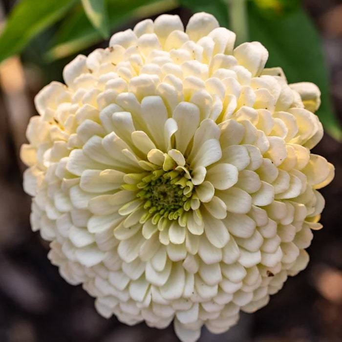 Zinnia Elegans Polar Bear Seed Fresh Fast Shipping - $9.96