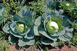 200 Seeds Cabbage Seeds Brunswick Heirloom Non Gmo Fresh From US - £7.89 GBP