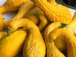Fresh 50 Yellow Crookneck Squash Summer Cucurbita Pepo Vegetable Seeds *... - $3.50