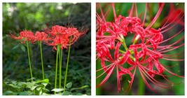 1 Lycoris - Radiata Red Bulb - Gardening - $25.99