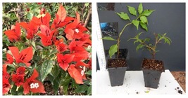 starter/plug plant Well Rooted FLAME Live Bougainvillea plant - £38.53 GBP